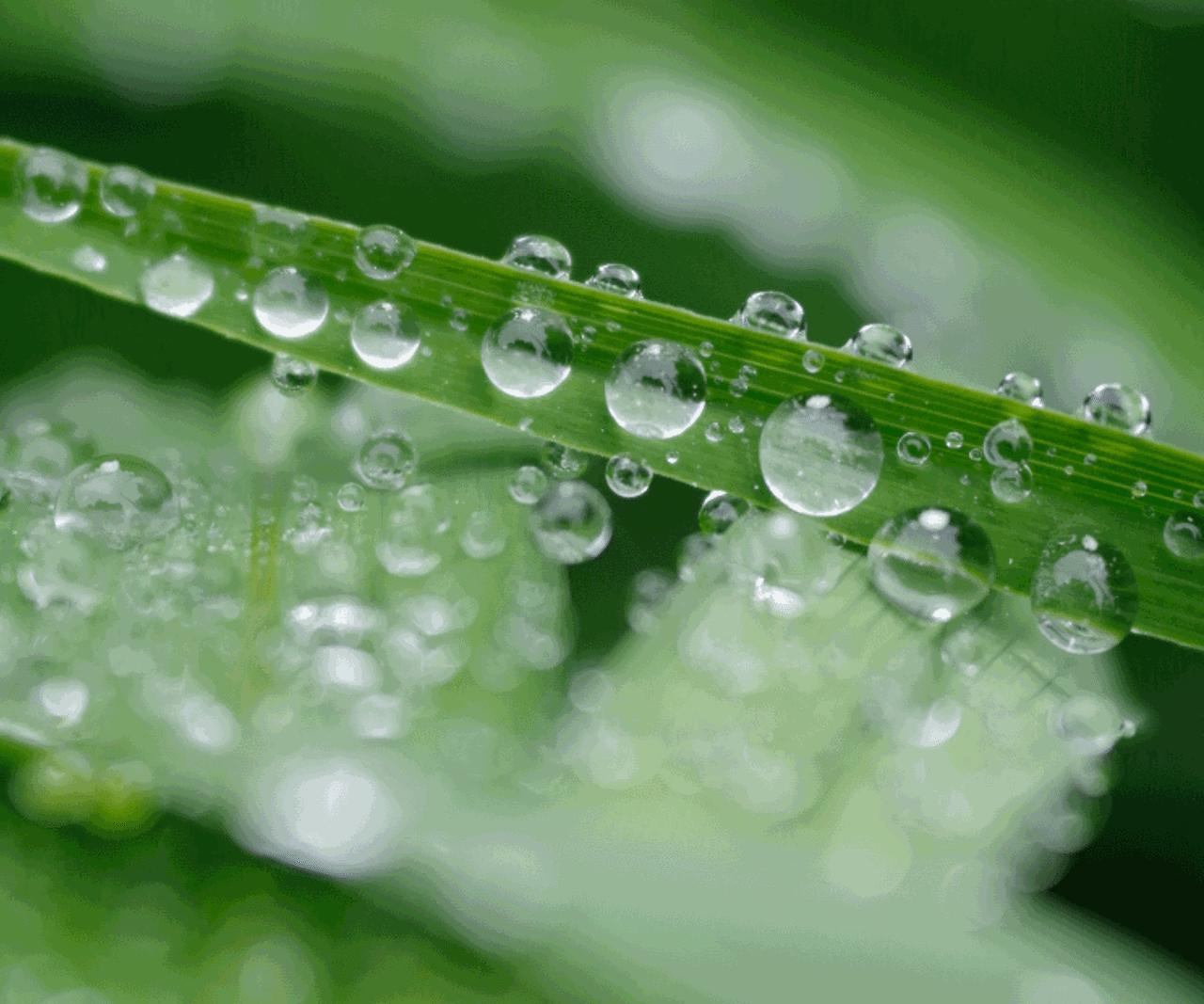 水滴落在绿叶上