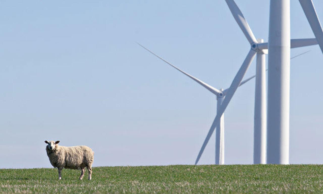 wind turbines and sheep